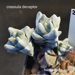 crassula deceptor