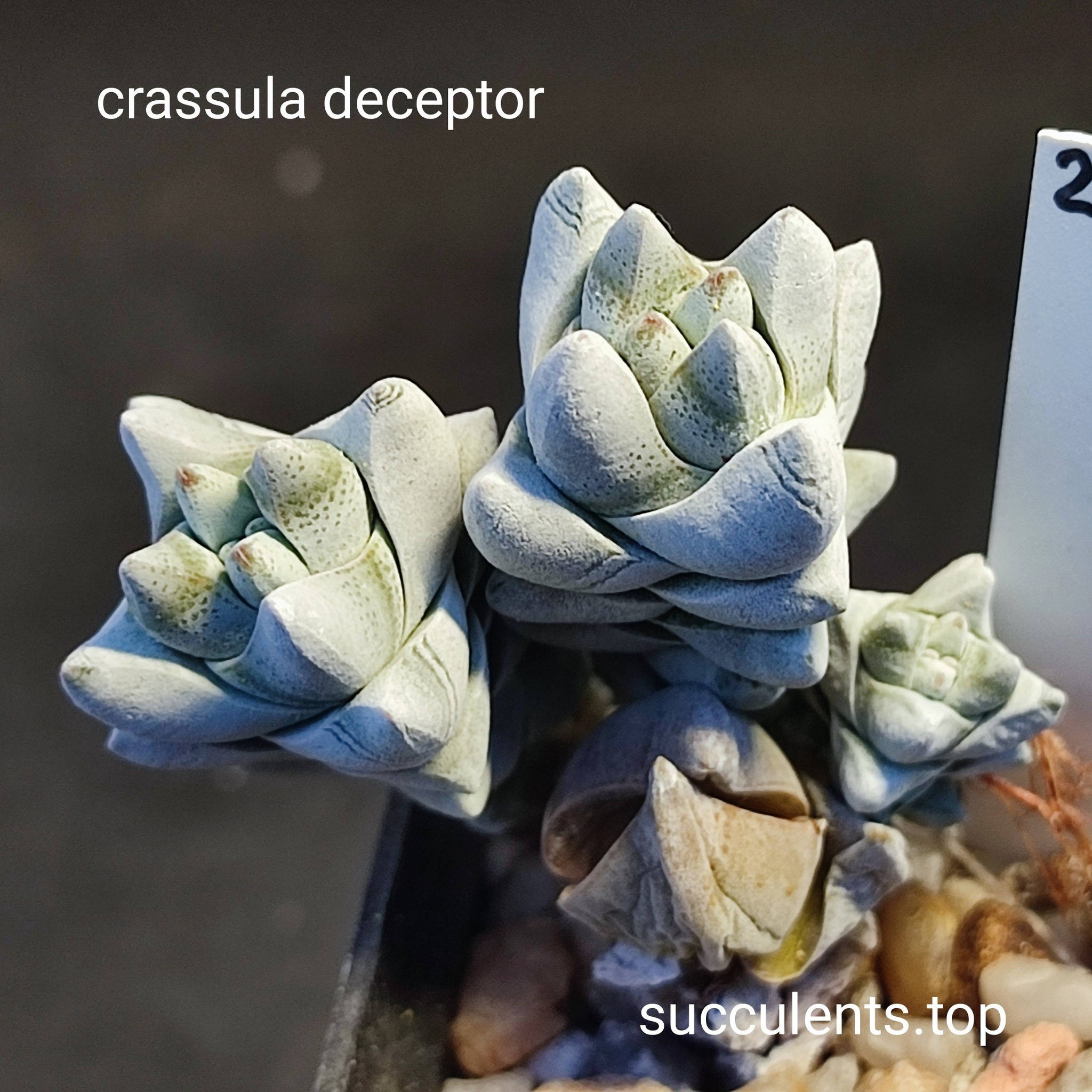 crassula deceptor