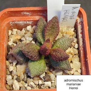 adromischus marianiae herrei
