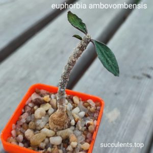 euphorbia ambovombensis