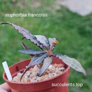 euphorbia francoisii