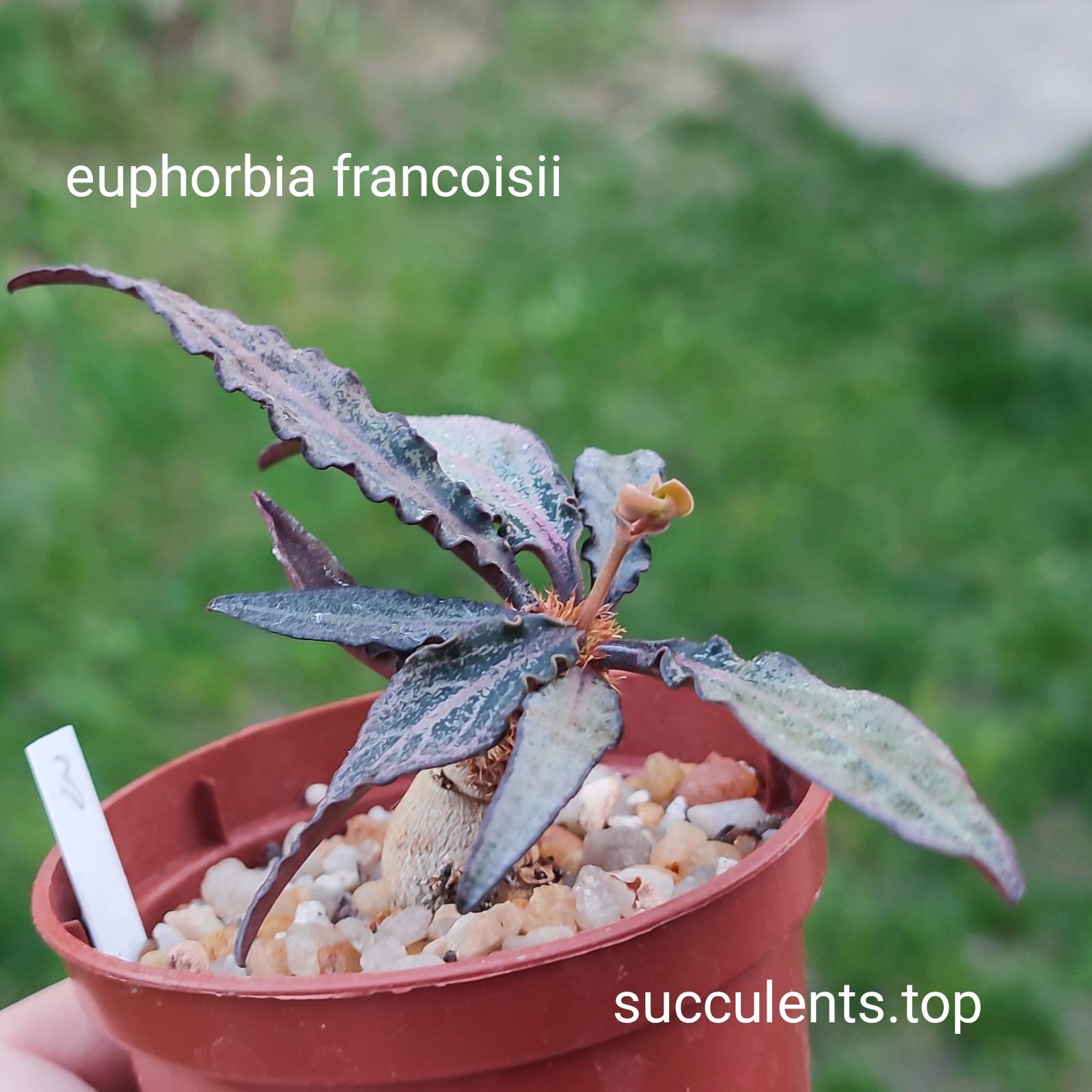 euphorbia francoisii