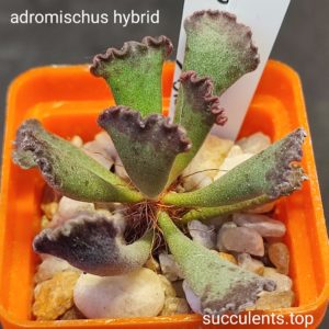 adsromischus hybrid