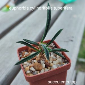 euphorbia cylindrifolia tuberifera