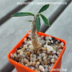 euphorbia capsaintmariensis