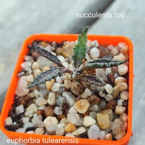 euphorbia tulearensis