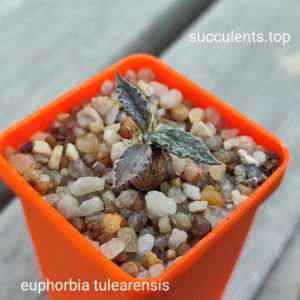 euphorbia tulearensis