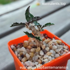 euphorbia capsaintmariensis