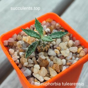 euphorbia tulearensis