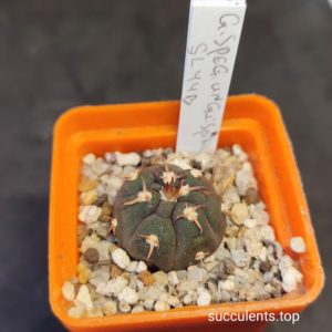 gymnocalycium spegazzinii unguispinum SL44B