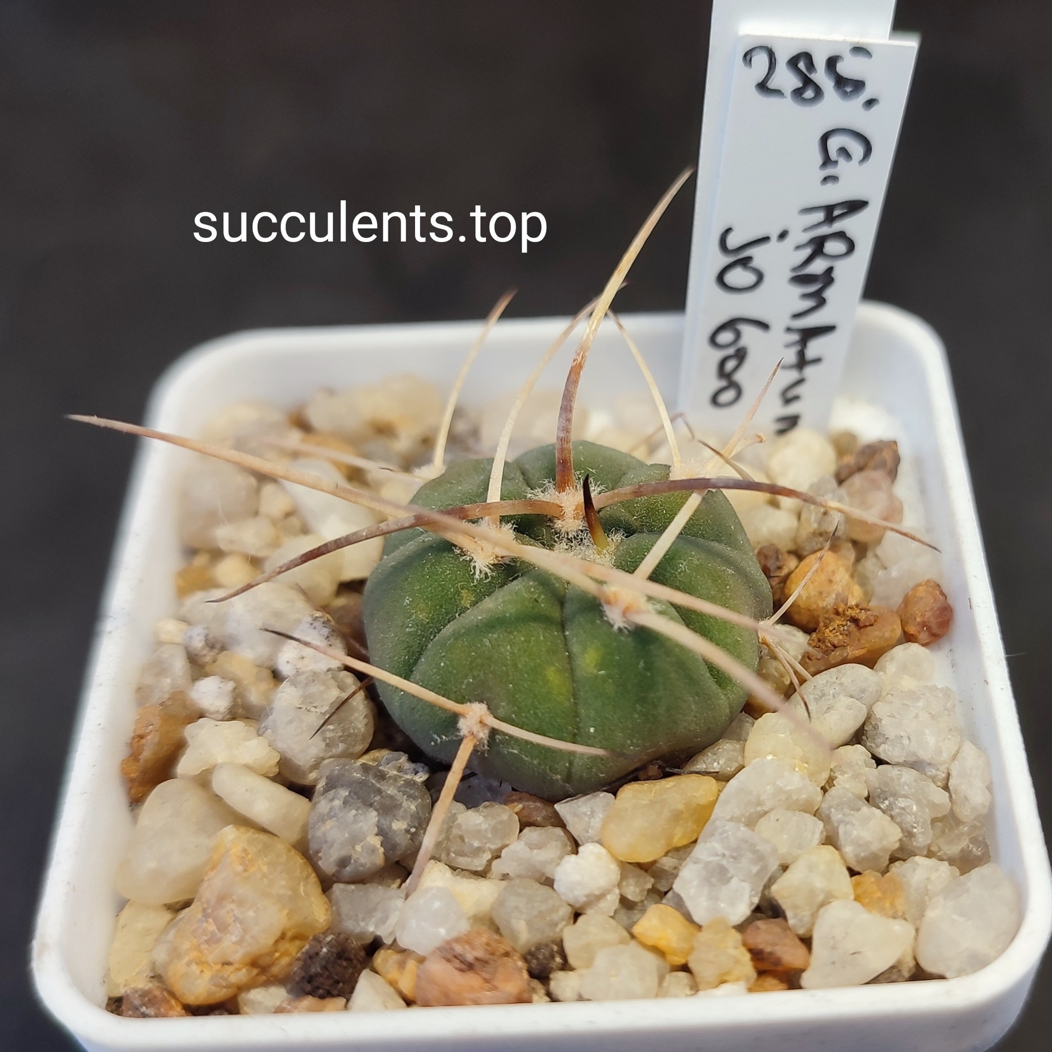 gymnocalycium armatum JO600