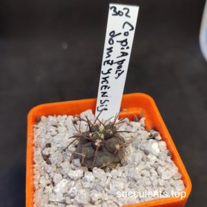 copiapia domeykensis