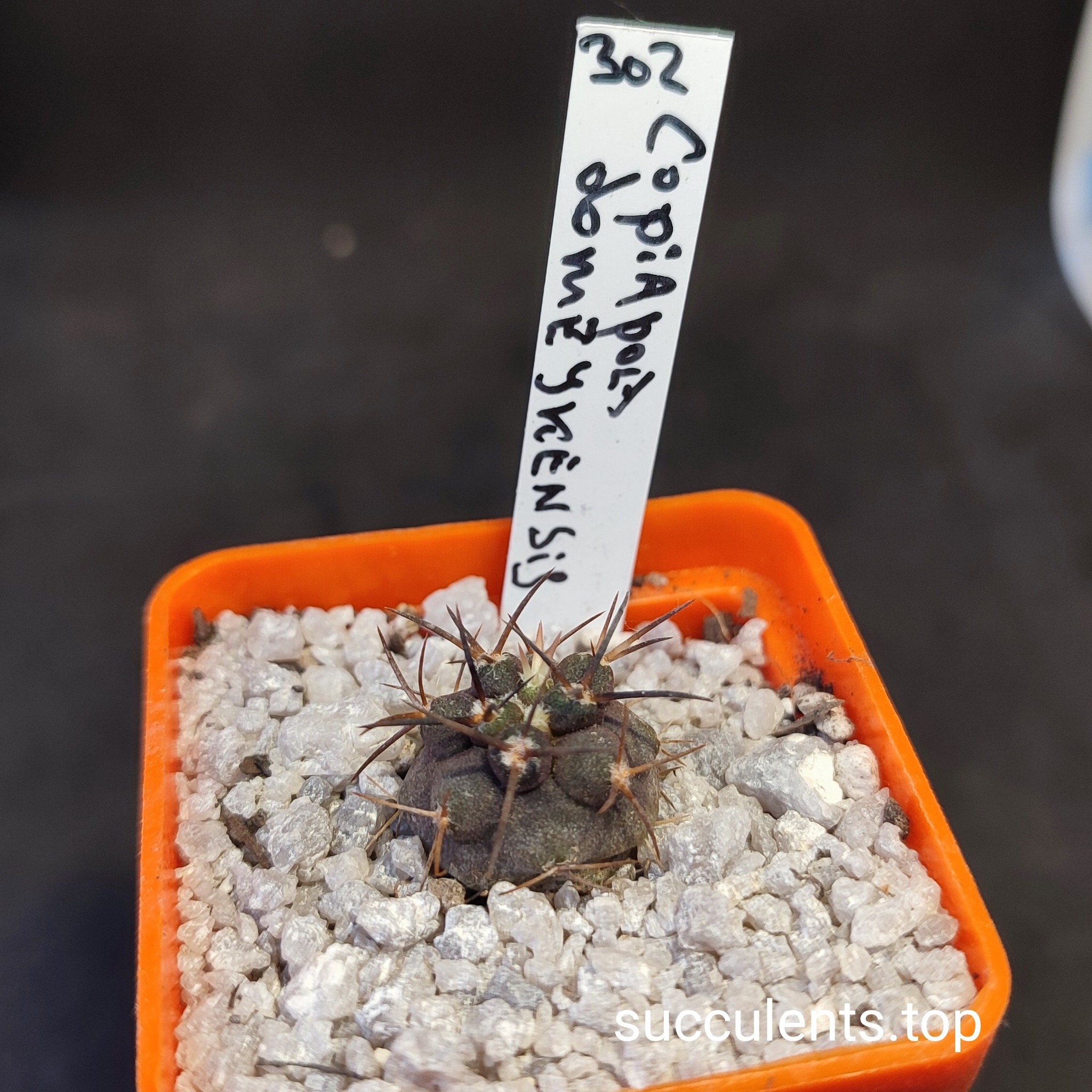 copiapia domeykensis