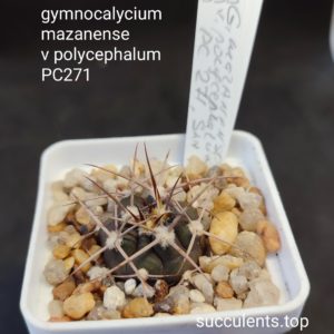 gymnocalycium mazanense polycephalum PC271