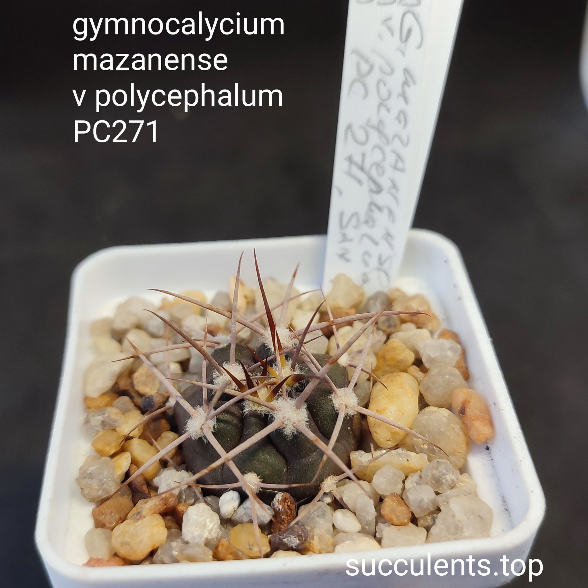 gymnocalycium mazanense polycephalum PC271