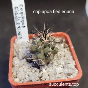 copiapoa fieldriniana