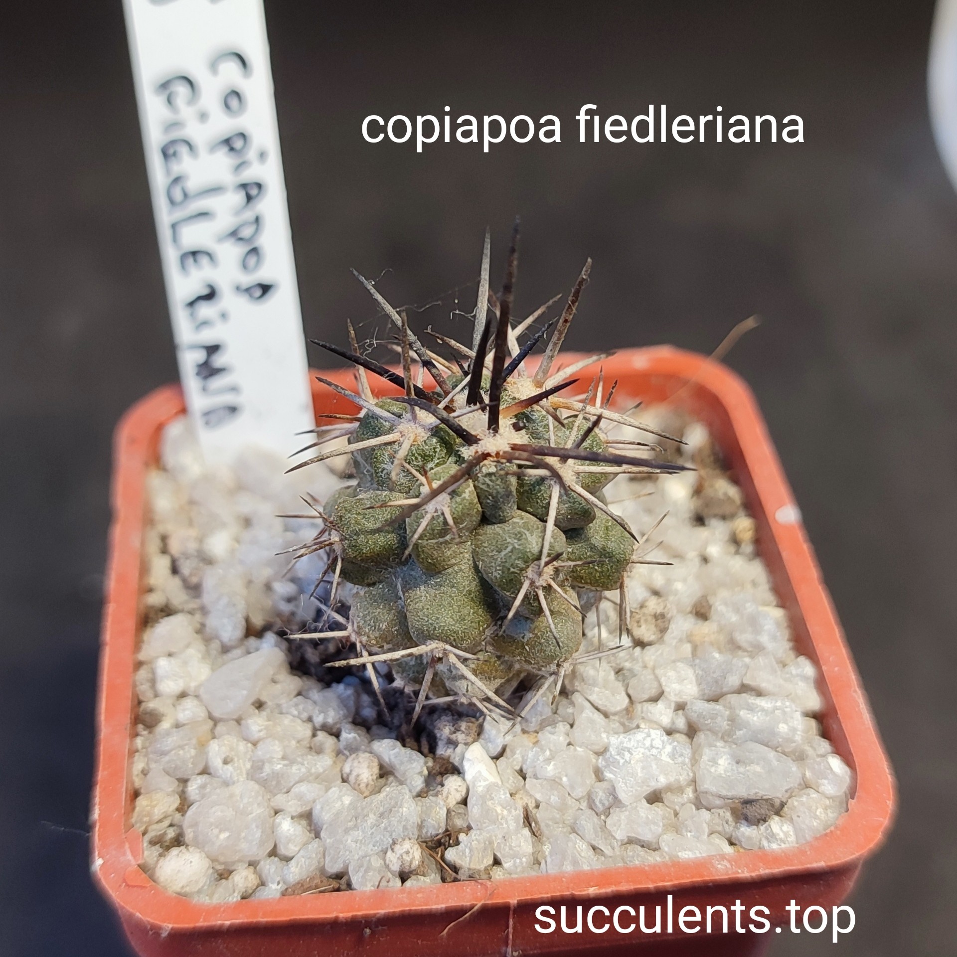 copiapoa fieldriniana