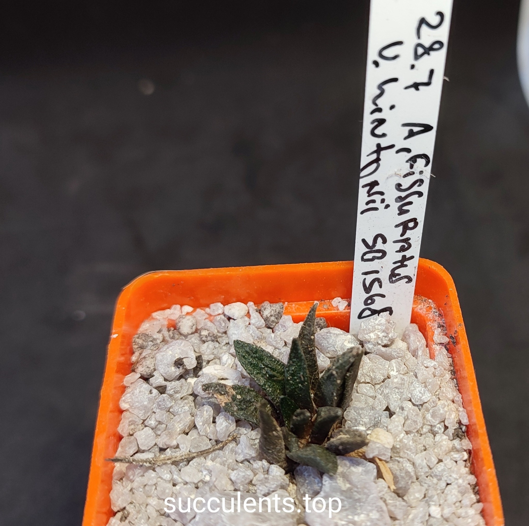 ariocarpus fissuratus hintonii SB1568