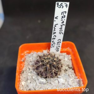 eryosice crispa v. huasensis