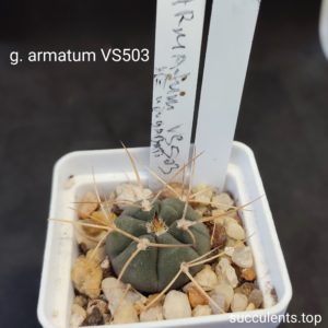 gymnocalycium armatum VS503