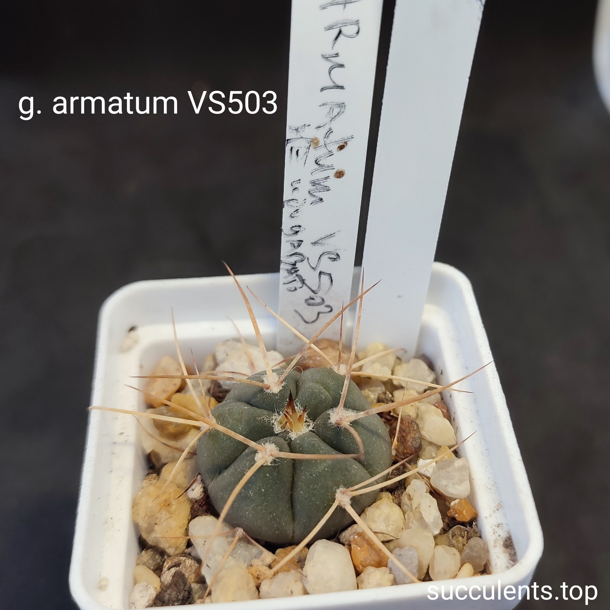 gymnocalycium armatum VS503