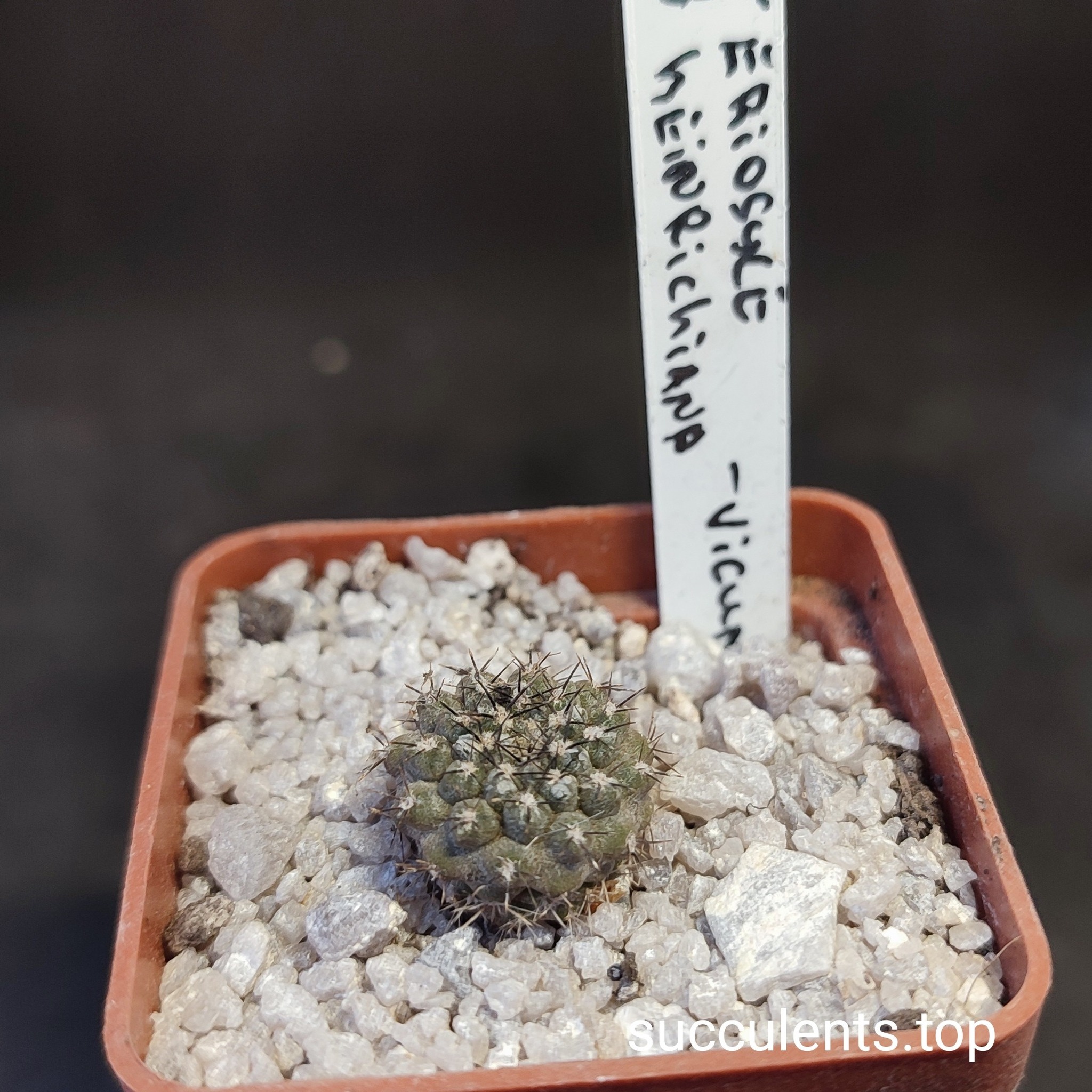 eriosyce  heindrichiana