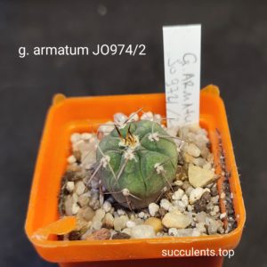 gymnocalycium armatum JO974/2