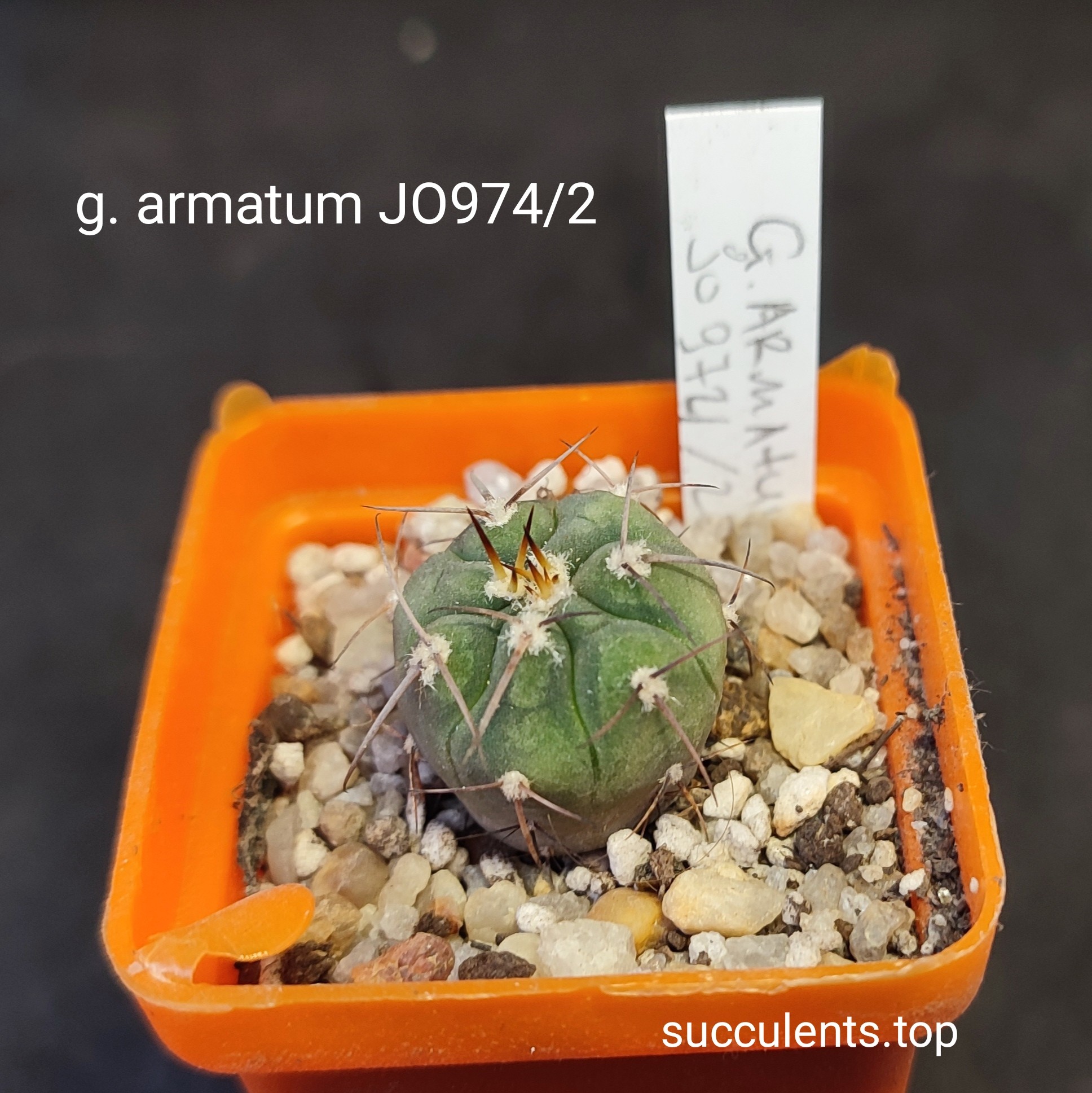 gymnocalycium armatum JO974/2