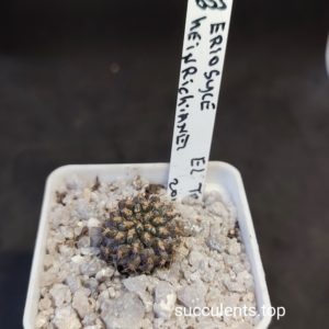 eriosyce heildrichiana El Trapiche