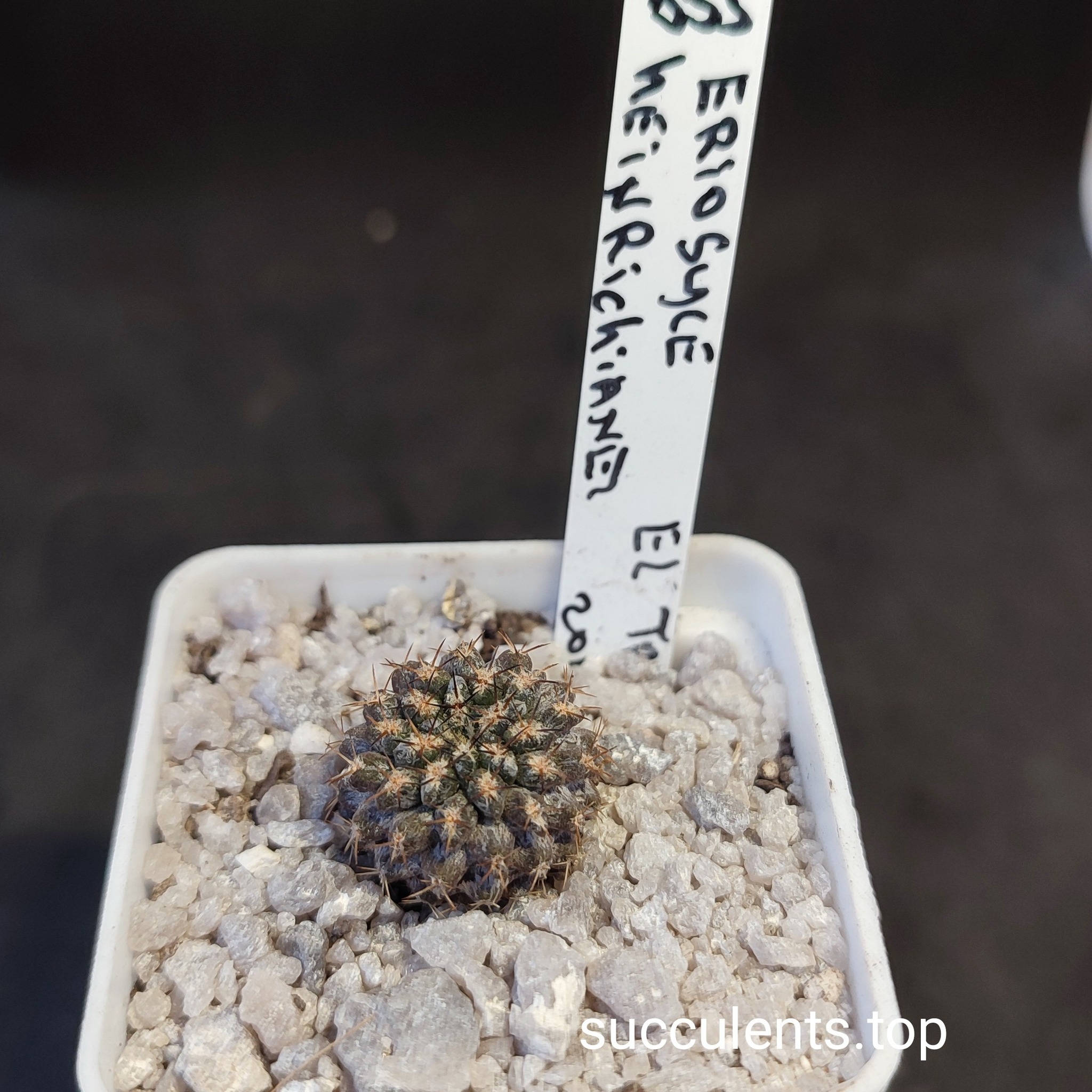 eriosyce heildrichiana El Trapiche