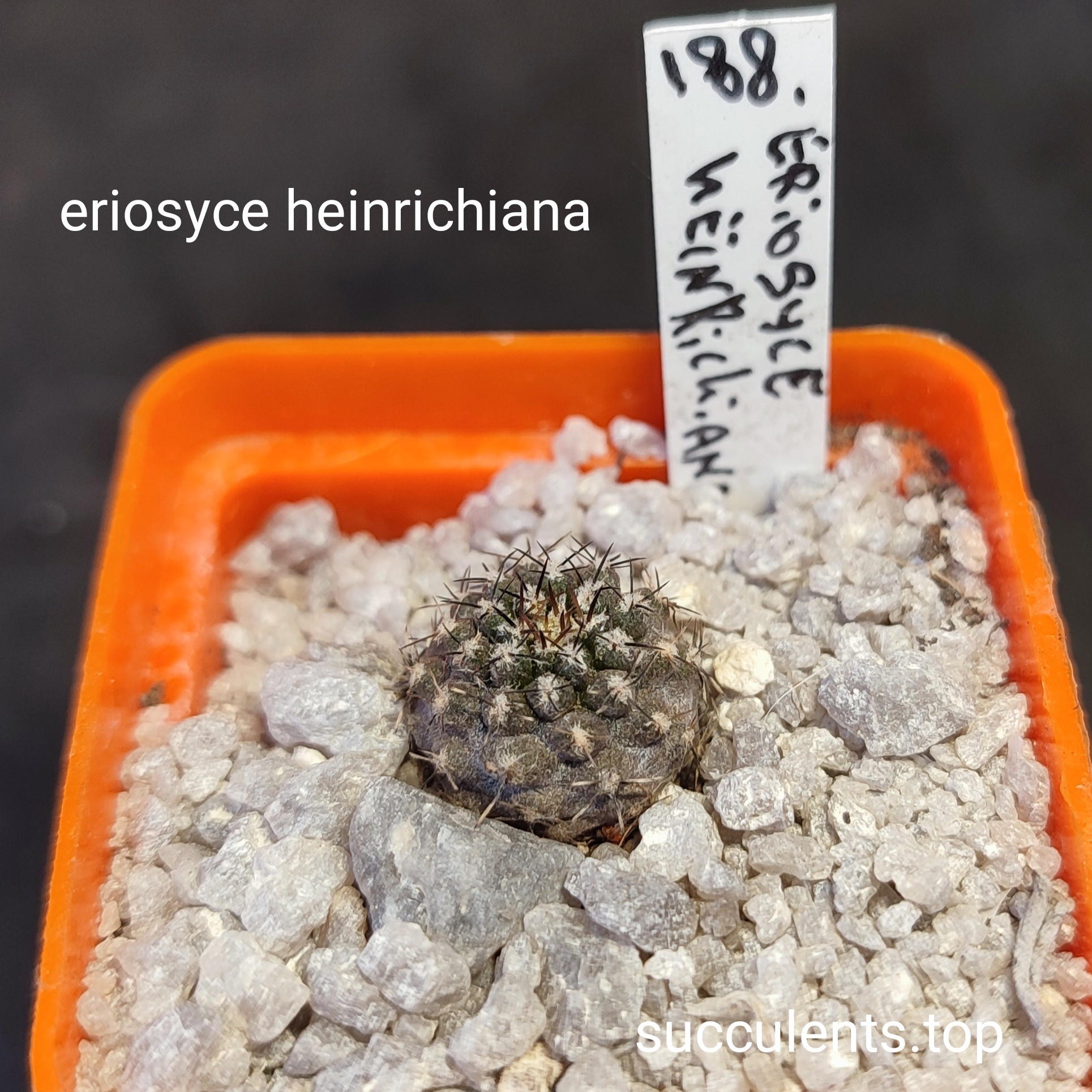 eriosyce heildrichiana