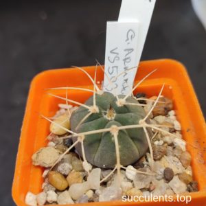 gymnocalycium armatum VS503
