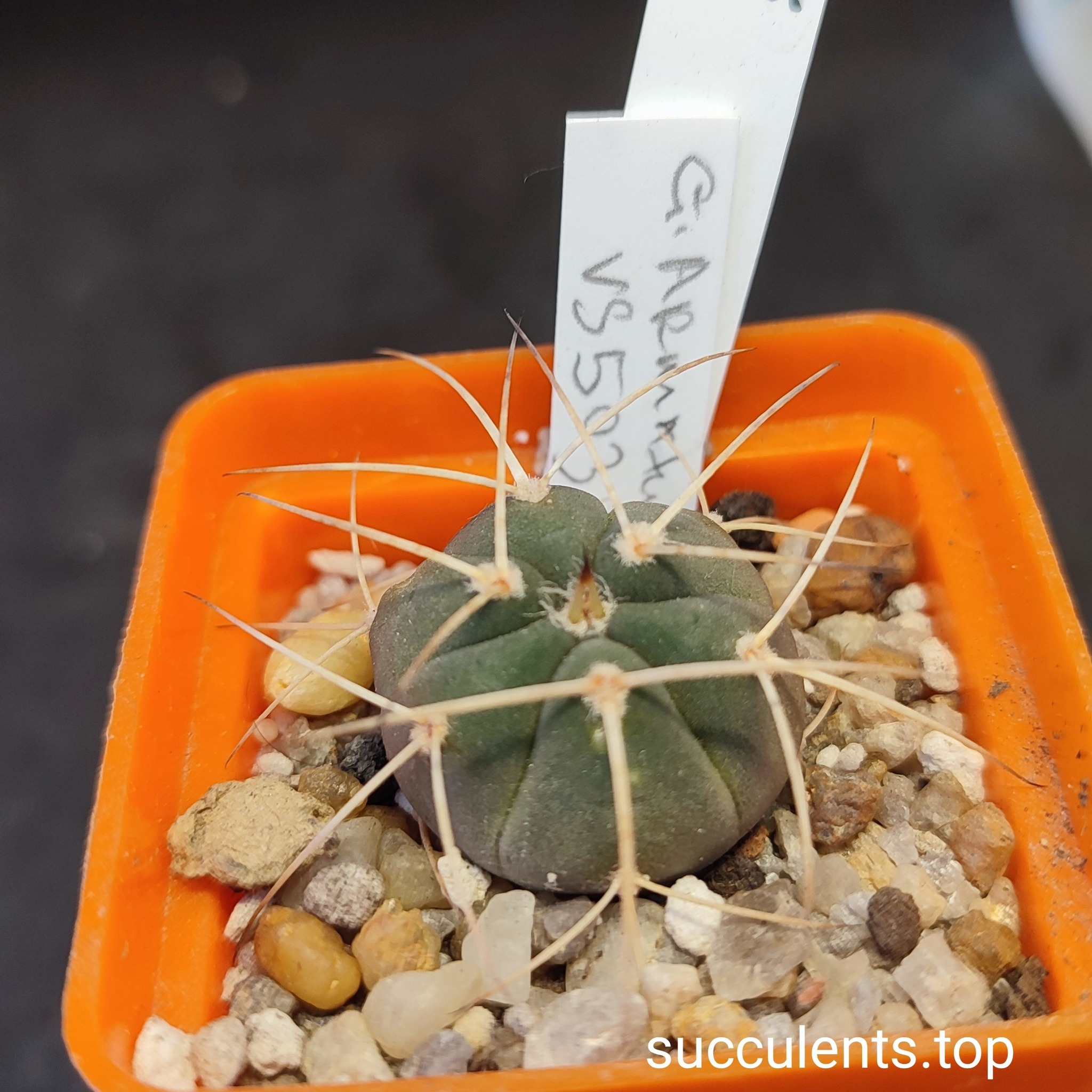 gymnocalycium armatum VS503