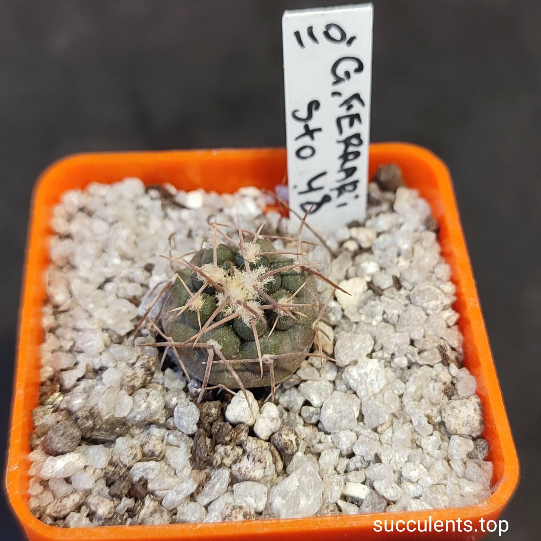 gymnocalycium ferrari STO48