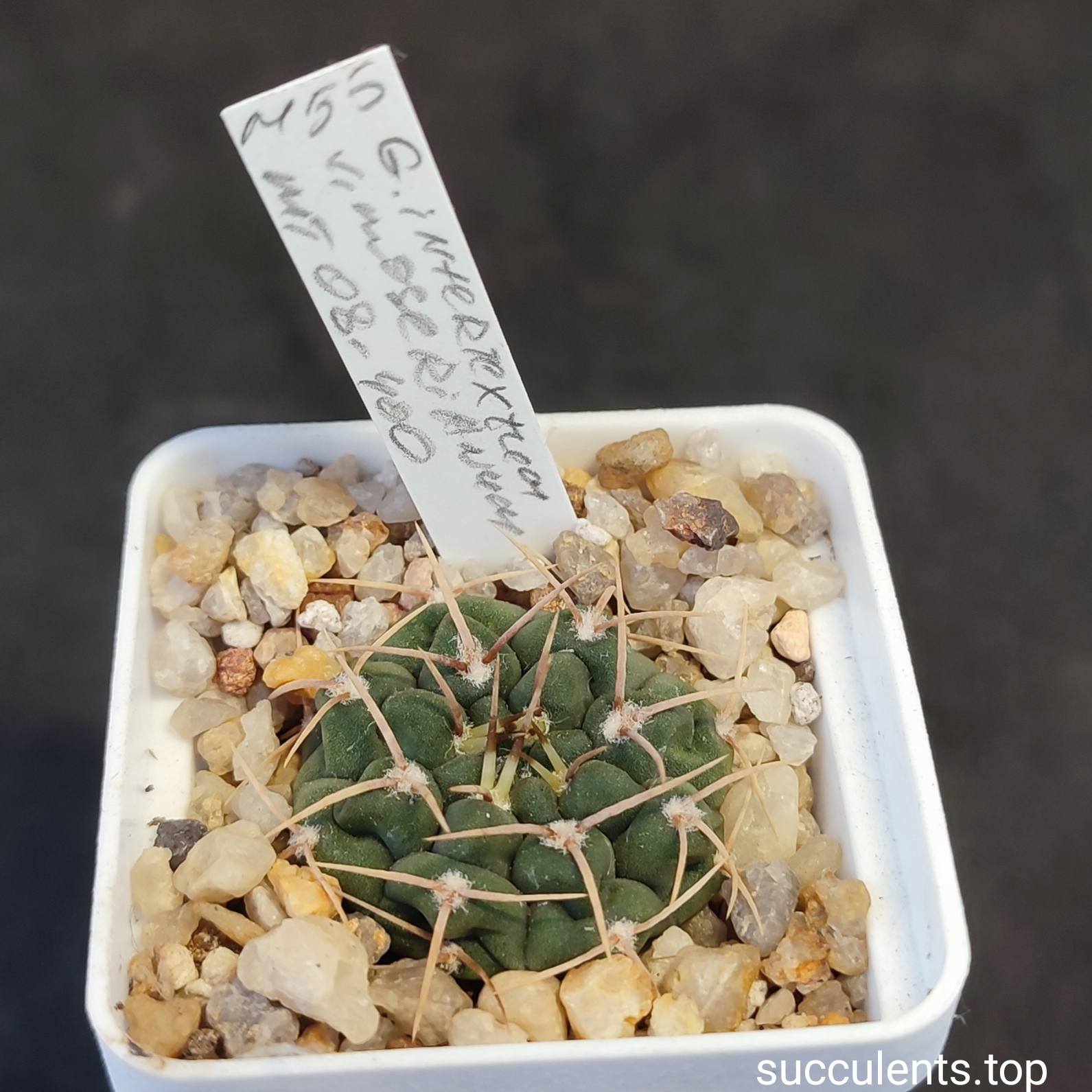 gymnocalycium intertextum moserianum MT04-400