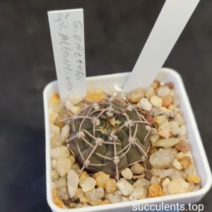 gymnocalycium altantinense