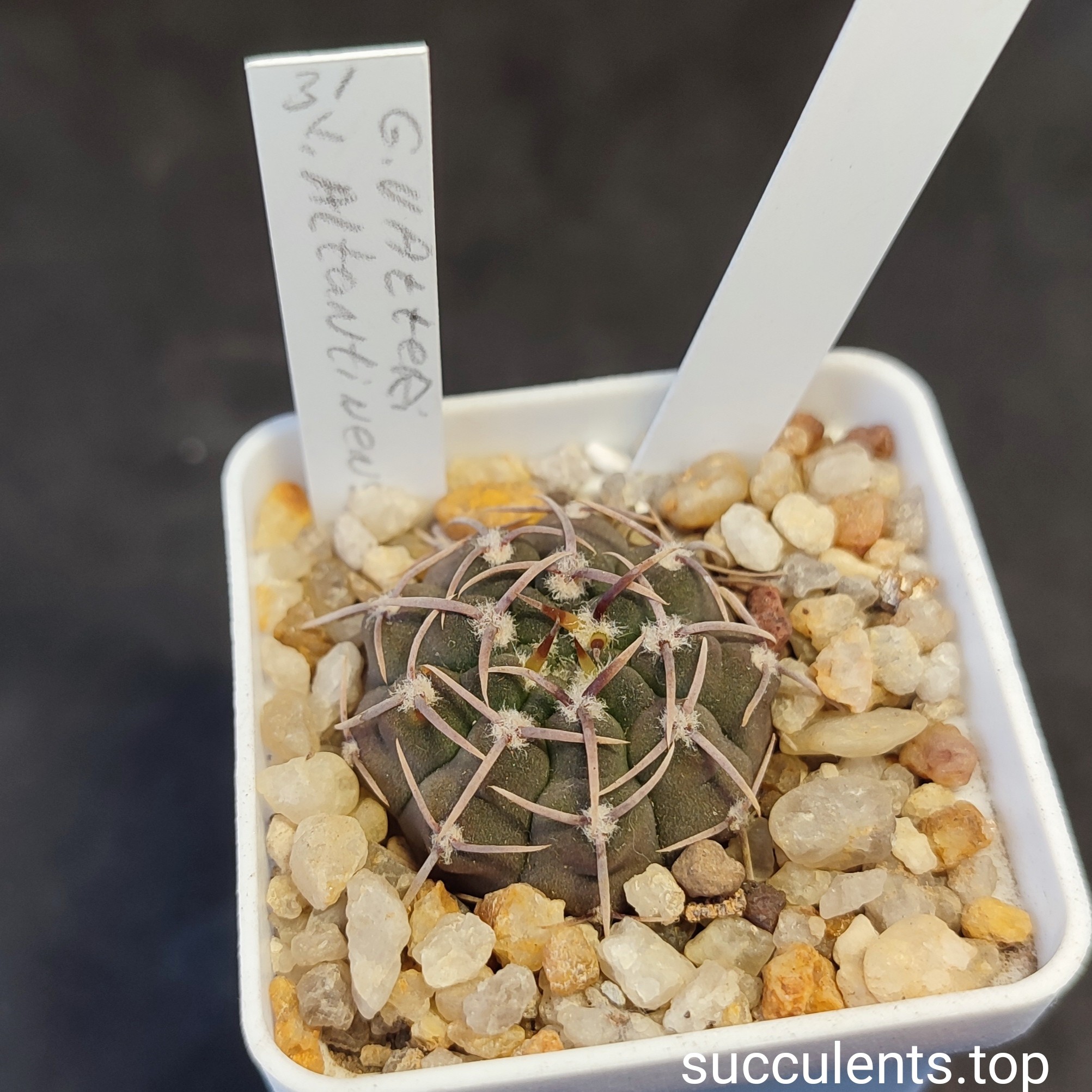 gymnocalycium altantinense