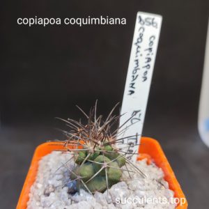 copiapoa coquimbiana