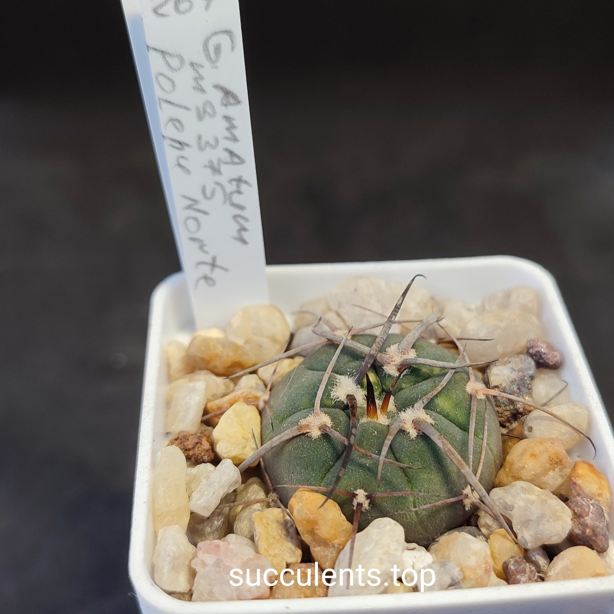 gymnocalycium armatum MS275