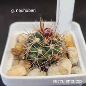 gymnocalycium neohuberi