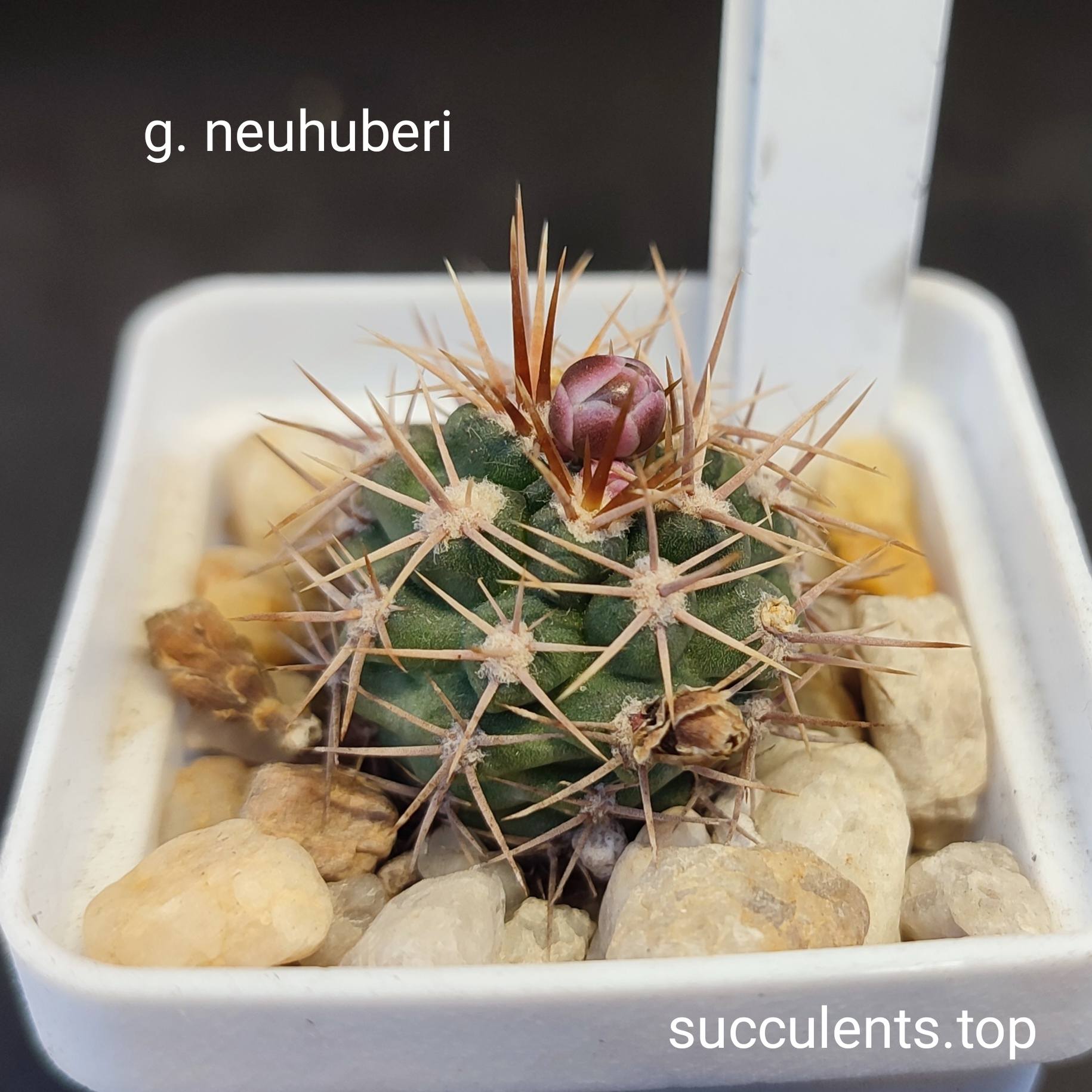 gymnocalycium neohuberi