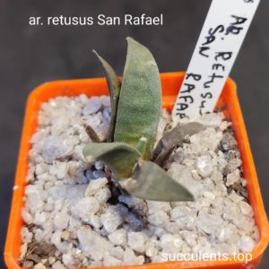 ariocarpus retusus San Rafael