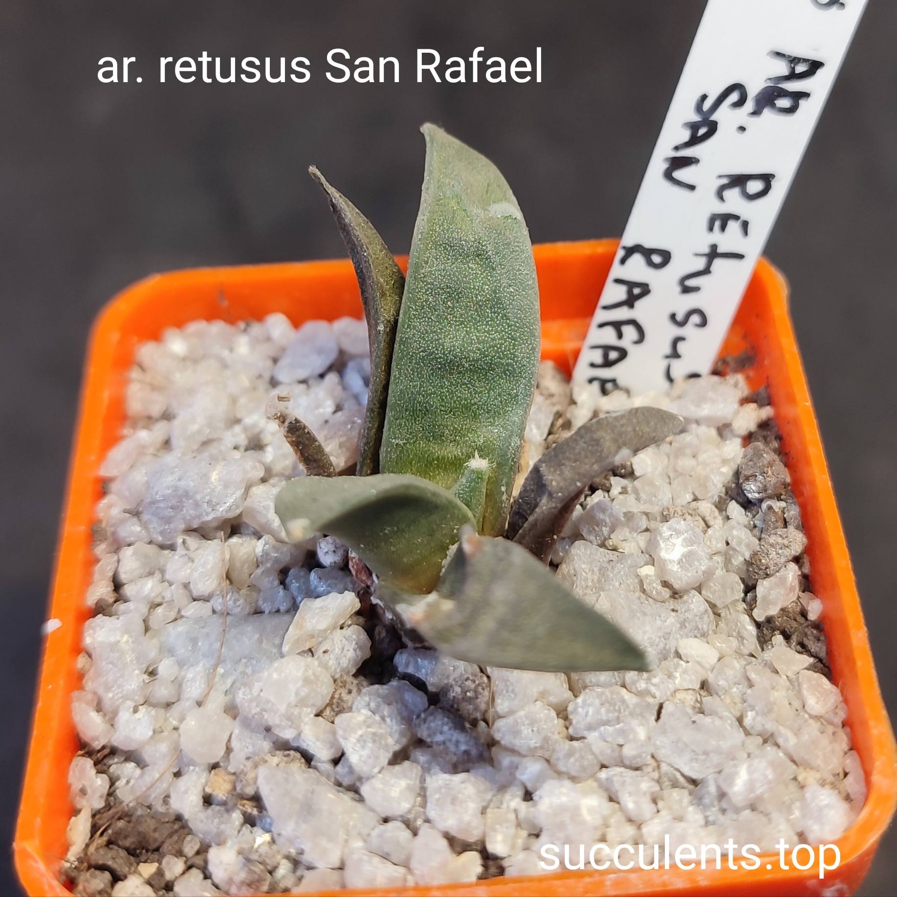 ariocarpus retusus San Rafael
