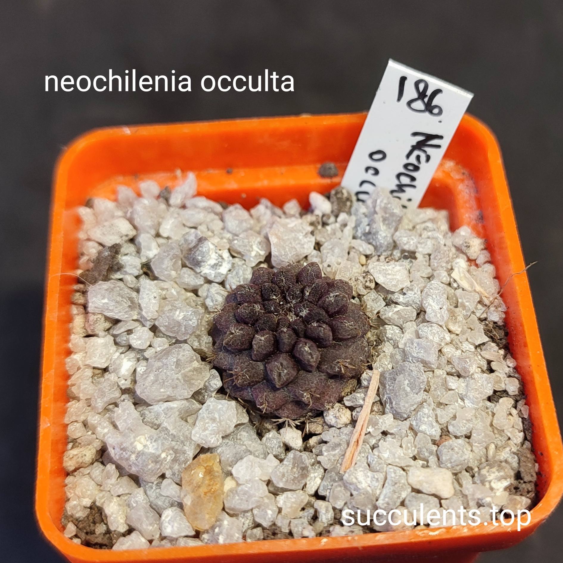 neochilenia occulta