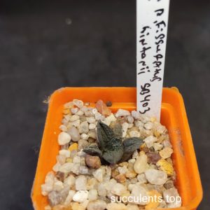ariocarpus fissuratus hintonii SB403