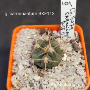 gymnocalycium carminantum BFK113