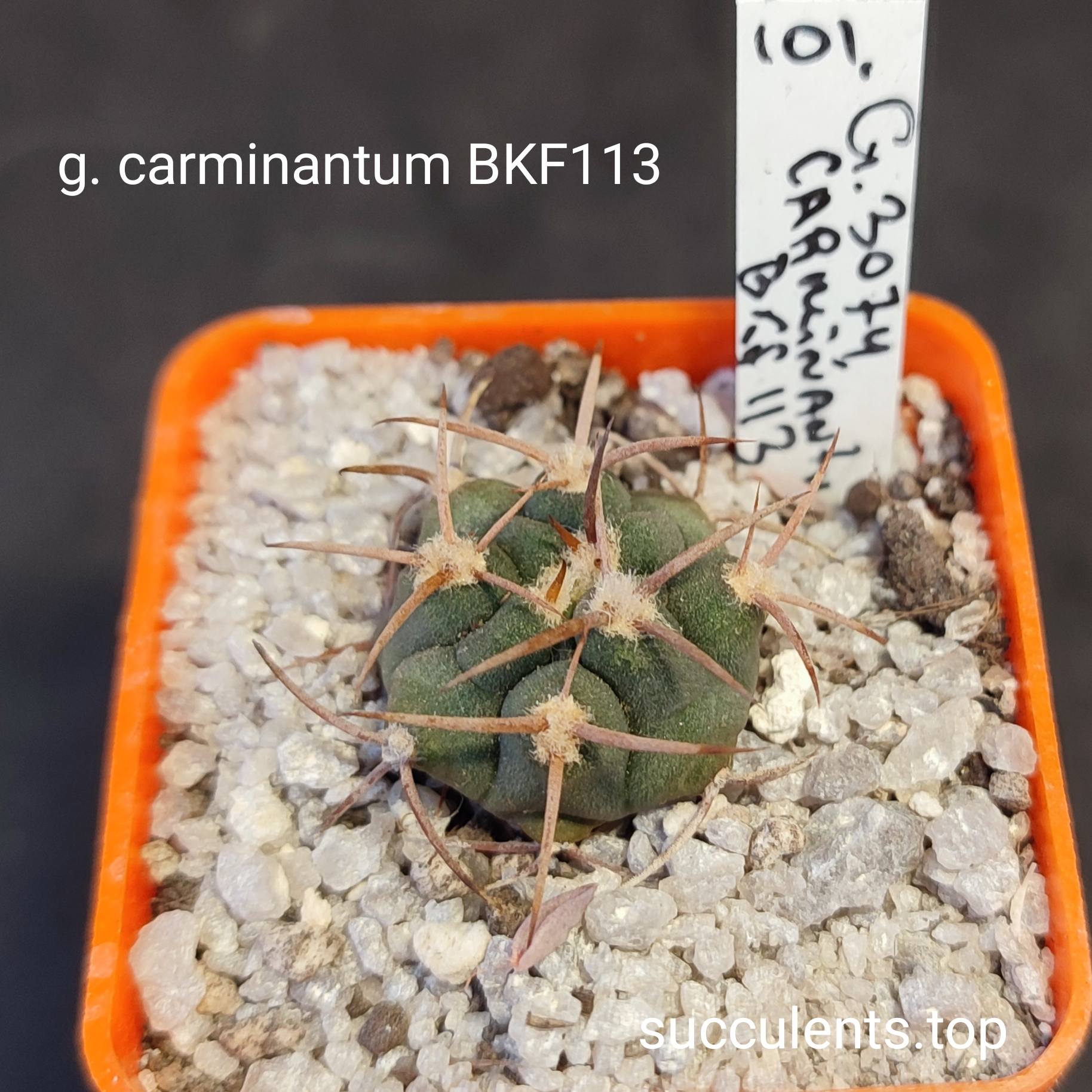 gymnocalycium carminantum BFK113