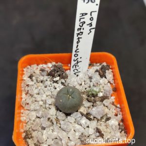 lophophora aberto vojtechii