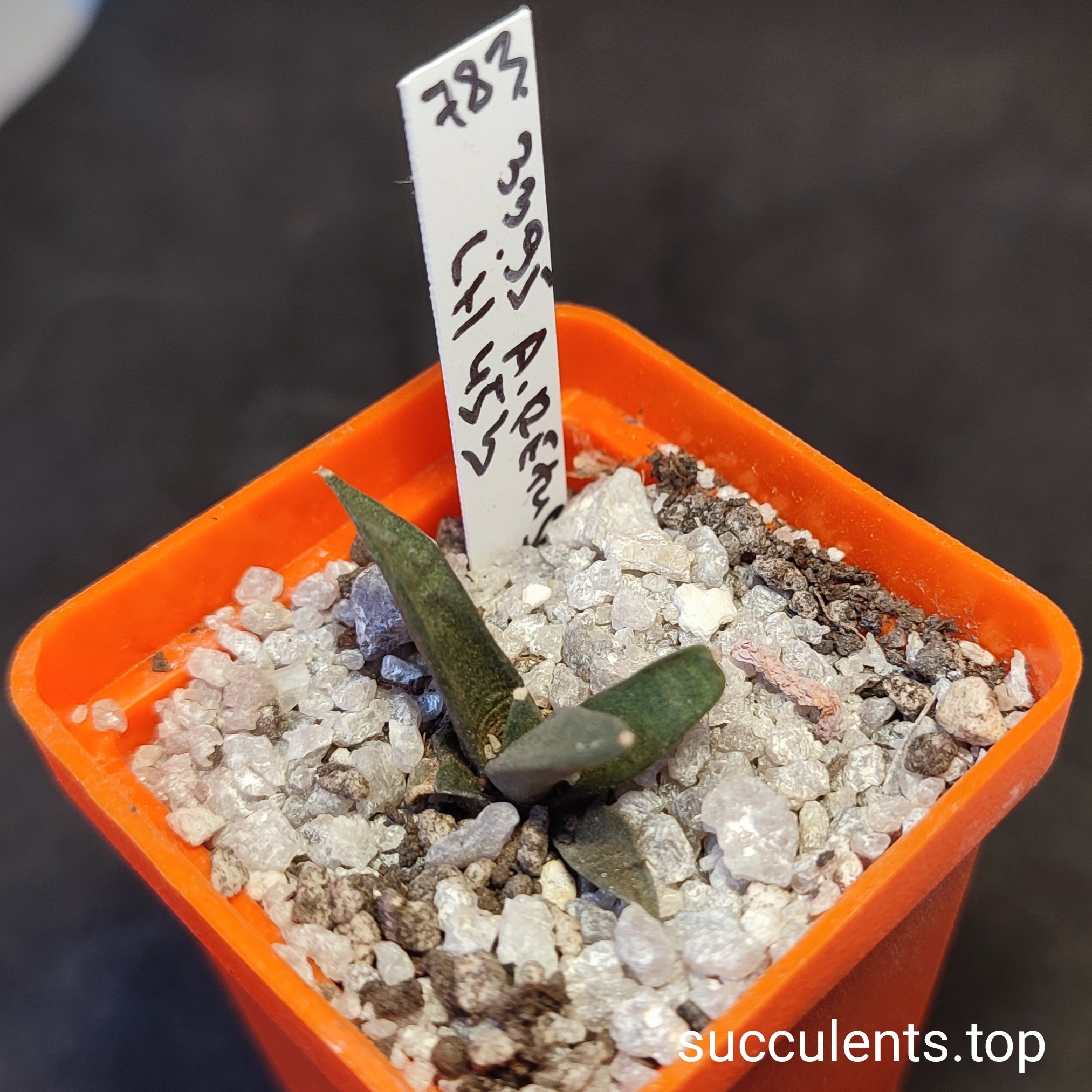 ariocarpus retusus LH453