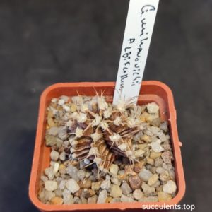 gymnocalycium mihanovichii v. albiflorum